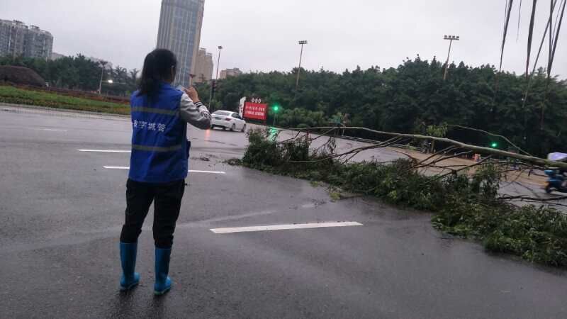 汛期行道樹(shù)倒伏采集